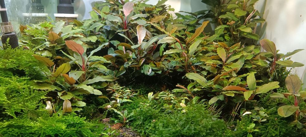 Буцефаландра Bucephalandra акваріумні рослини