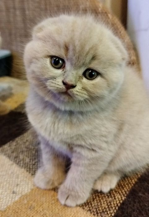 Клубочки щастя...