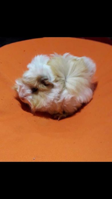 Морська свинка,  порода розетка.