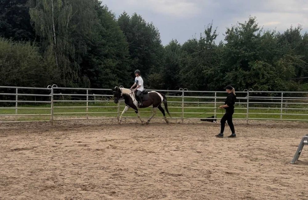 Srokata klacz wielkopolska prosto od hodowcy