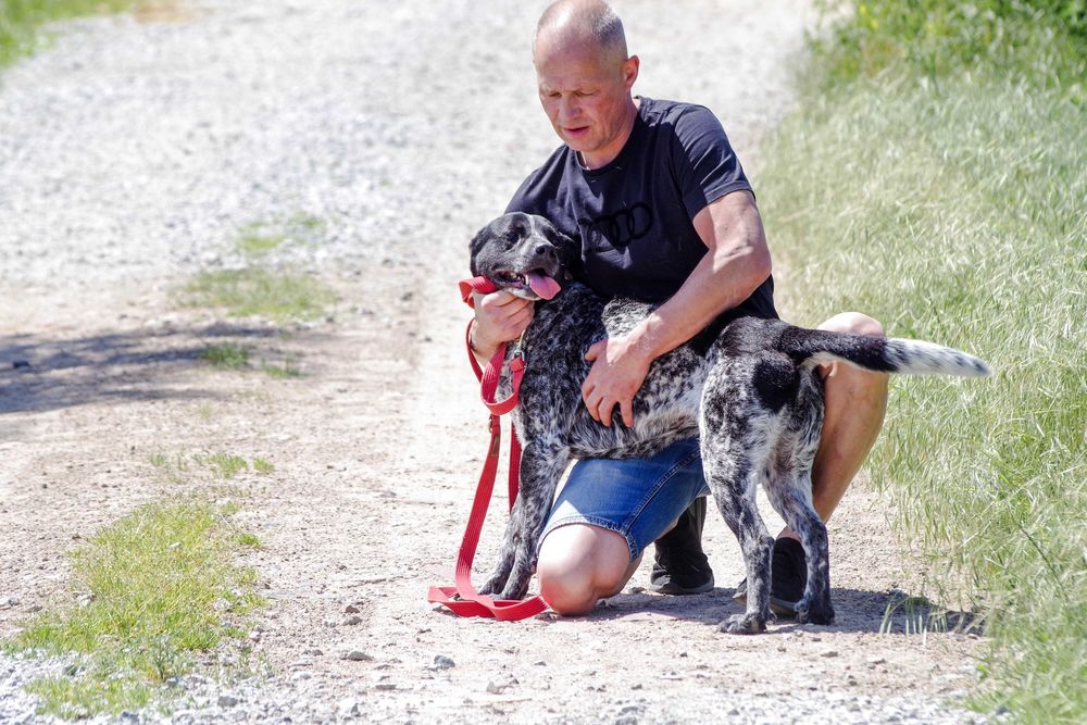 Luka - dereszowata piękność do adopcji.