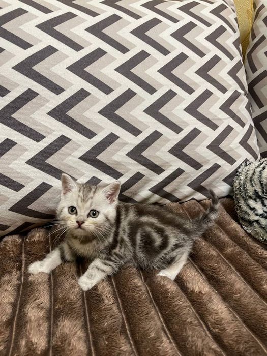 Котенок шотландец