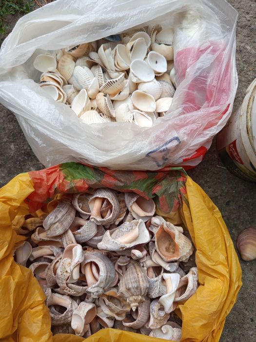 Продам морские ракушки.