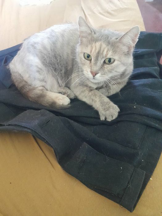 кошка     ищет   дом