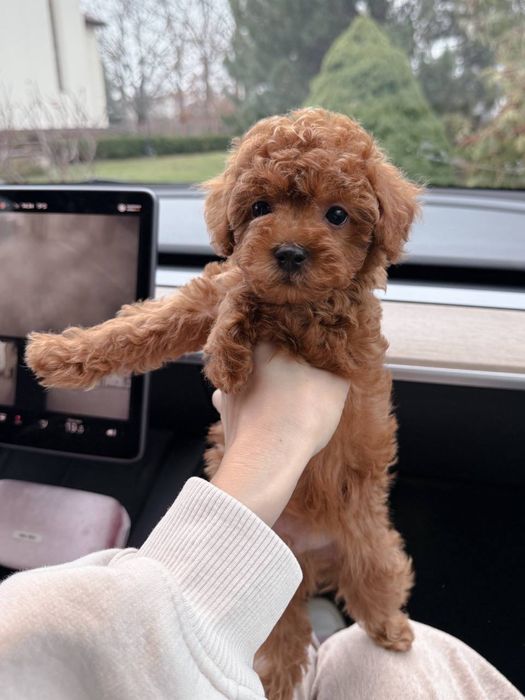 Неймовірний малюк Мальтипу F2 VIP