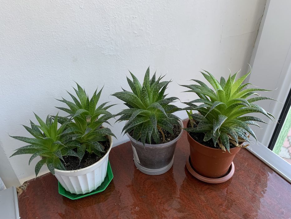 Хавортія сукулент