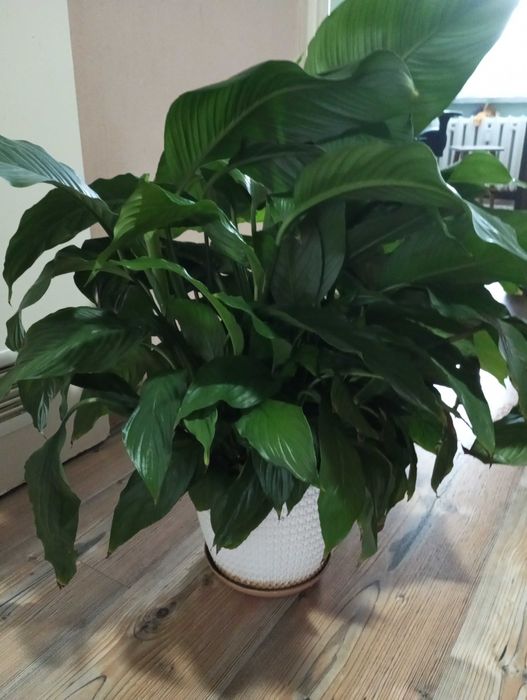 Duży skrzydłokwiat w doniczce