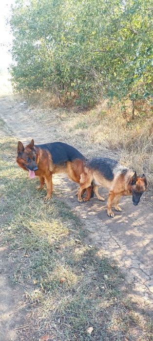 Кобель чистокровной немецкой овчарки на вязку.