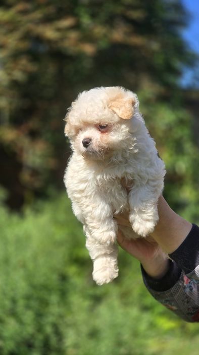 Maltipoo cudowna suczka