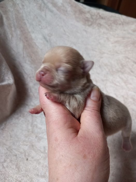 Chihuahua drobny piesek unikatowy kolor fawn