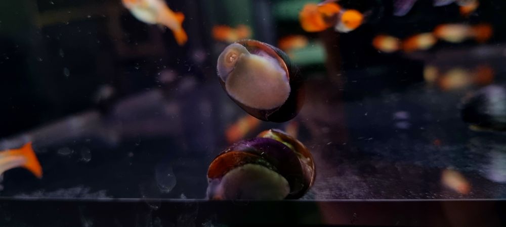 Ślimak helmet zjada glony