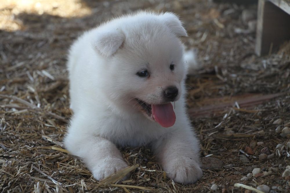 Akita inu japonês c/lop