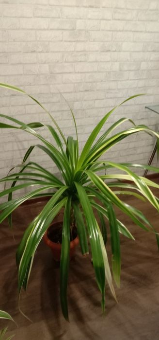 Кімнатна рослина