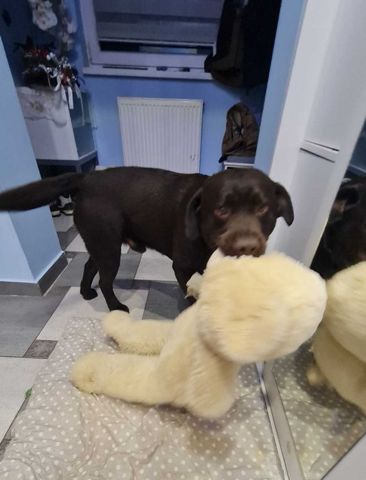 Zaginął czekoladowy labrador