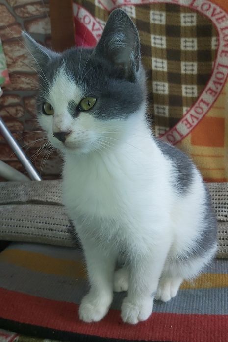 Котята отдам в добрые рукии