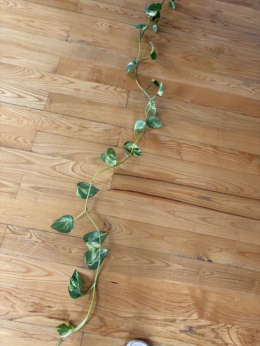 Epipremnum zlociste