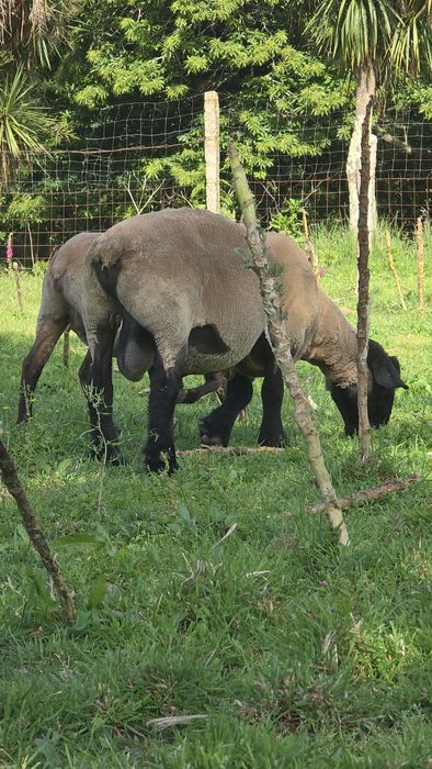 Ovelhas suffolk puras