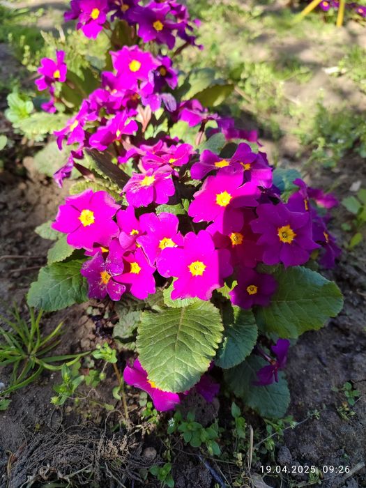 Примули #примула #іриси