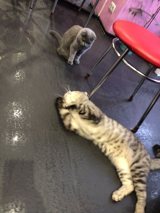 Вязка Британцев!!!