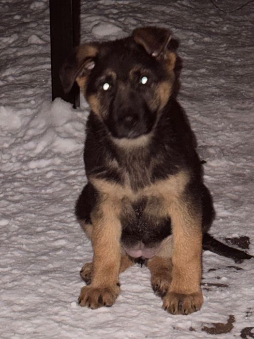 Продам цуценят німецької вівчарки