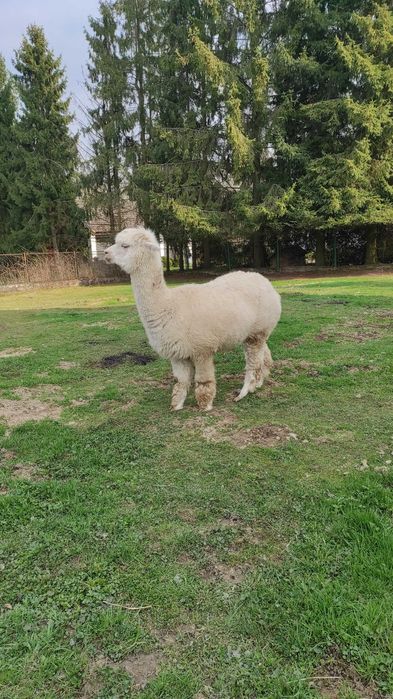 Sprzedam stado alpak - likwidacja