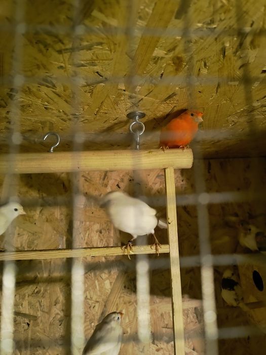 Kanarek biały samiec.