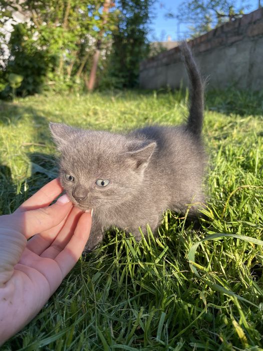 Продам котика.