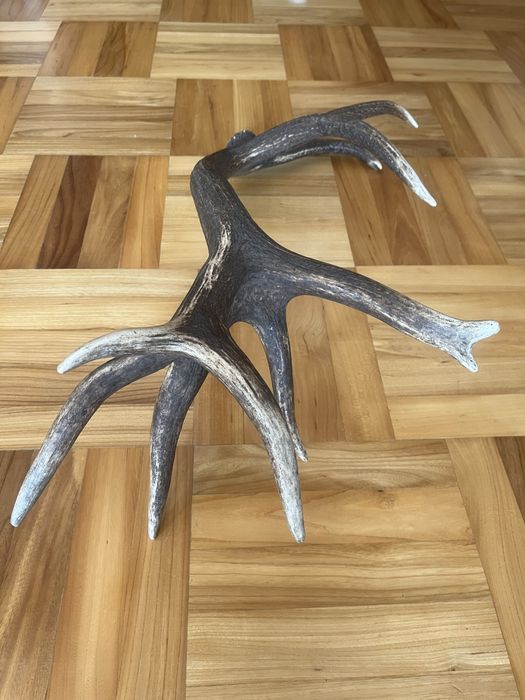 Poroże jelenia zrzut dwudziestak