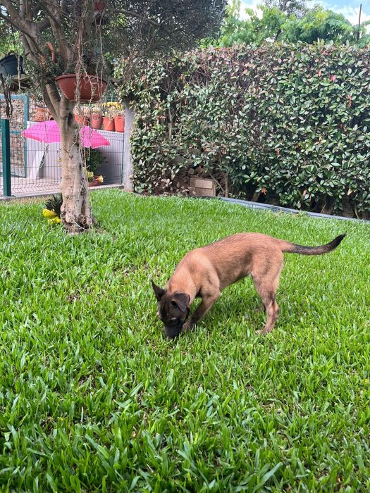 Pastor belga malinois