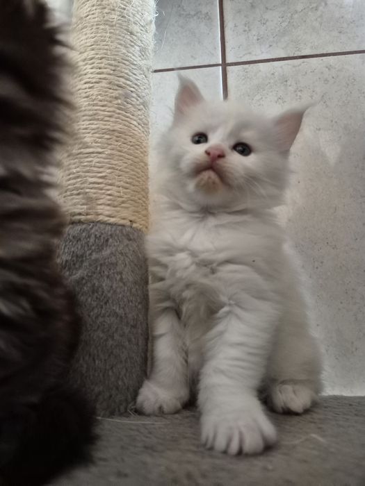 Maine coon do rezerwacji do odbioru w marcu