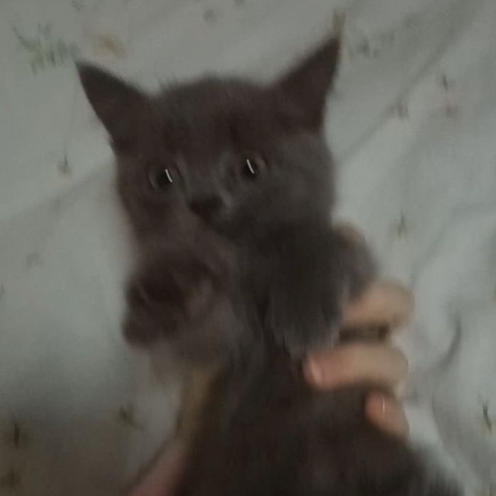 Кошеня в добрі руки