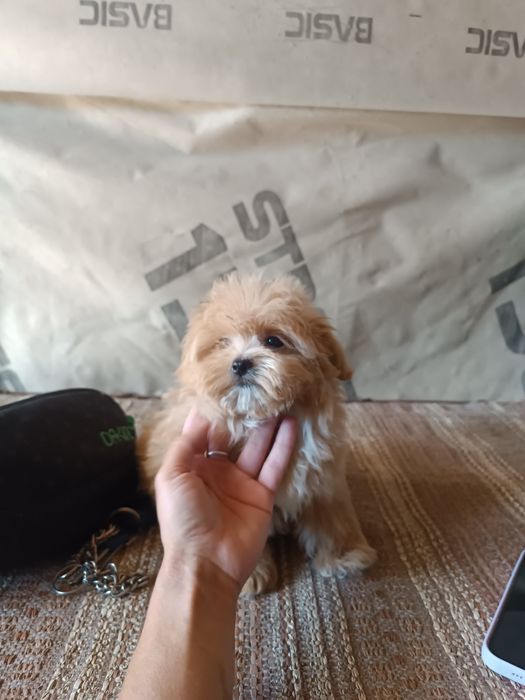 Неймовірно красиві малявкі зі Львова Ф1 і ф2.