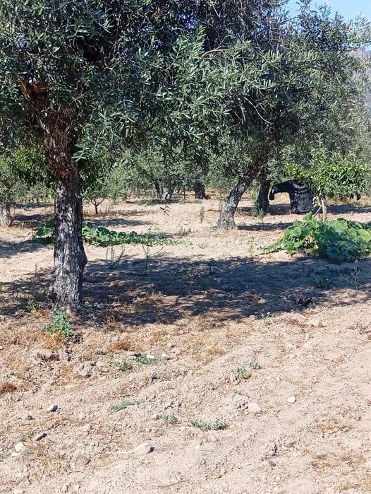 Terreno frente a Cavadoude