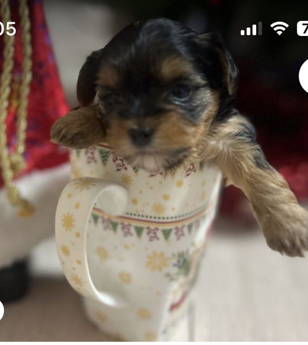 Гарнючі цуценята йоркшерський терьер