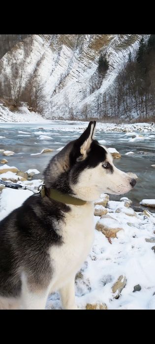 хаскі для злучки