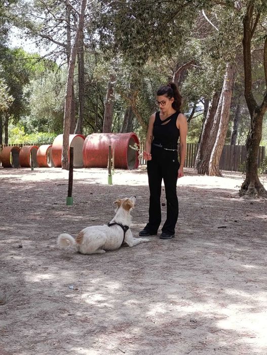 PET SITTER/WALKER em Lisboa: Cuidado Gentil e Focado no Bem-Estar