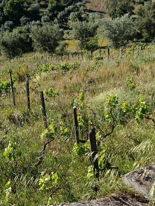 Moradia V3 - 3 Pisos - +3ha de terreno - Douro Vinhateiro