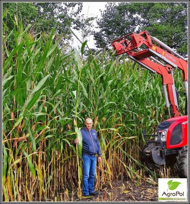 Kukurydza CODIZOUK - Rekord Polski Kiszonka Nasiona Kukurydzy IGP