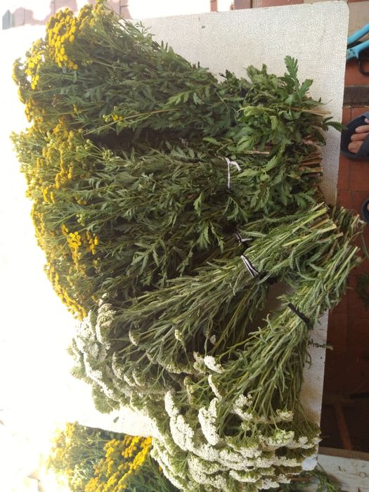 Сухоцвіт материнка віники  - пучечки