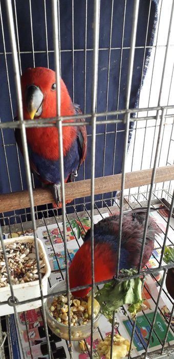 Papagaios Ecletus F e M