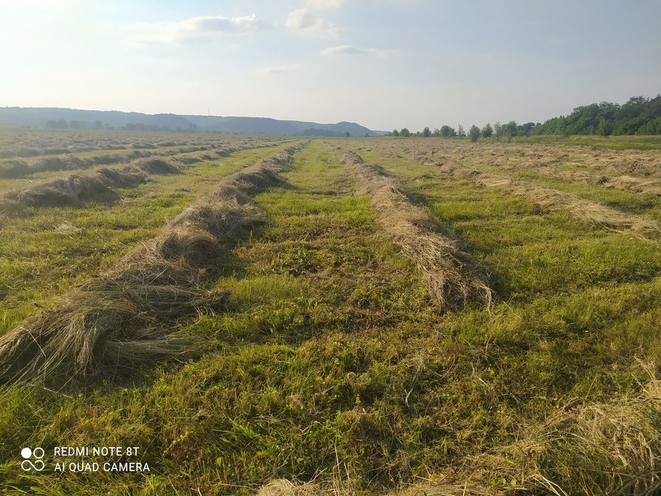 Сіно/сено лугове та різнотрав'я ОПТОМ 5.5 грн за кілограм