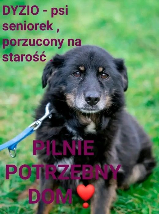 Dyzio porzucony na starość / schronisko jastrzębie zdrój