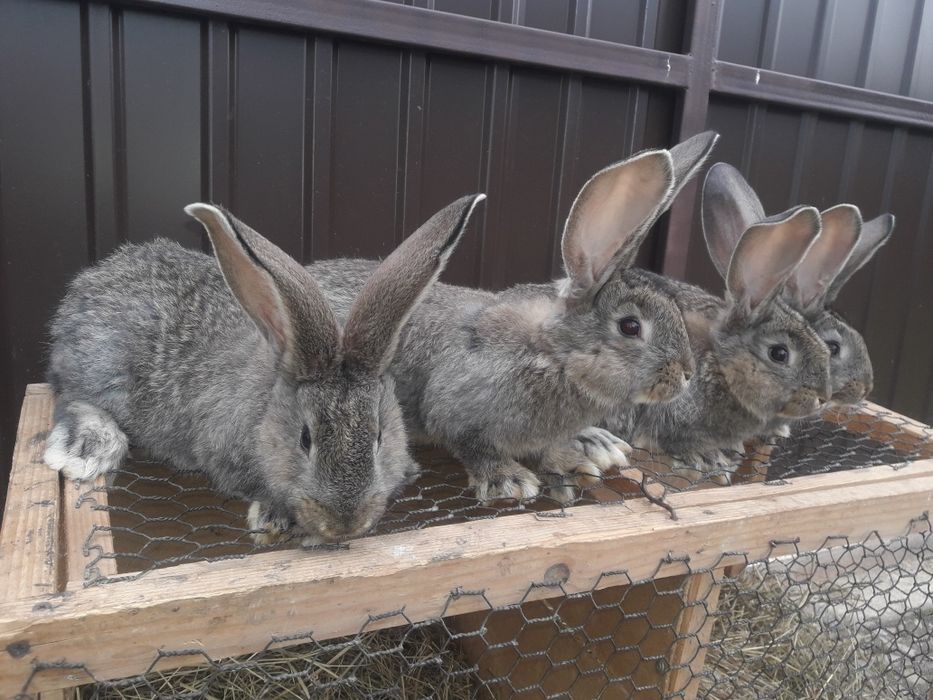 Кролі фландр різен