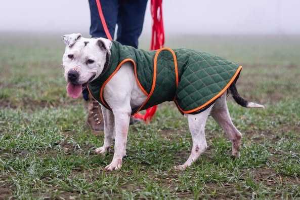 Porzucona i przyjazna Lady szuka domku