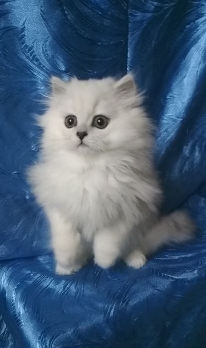 2,5 месяца серебристая шиншилла белый