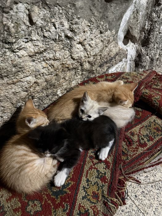 Gatos para  adoção