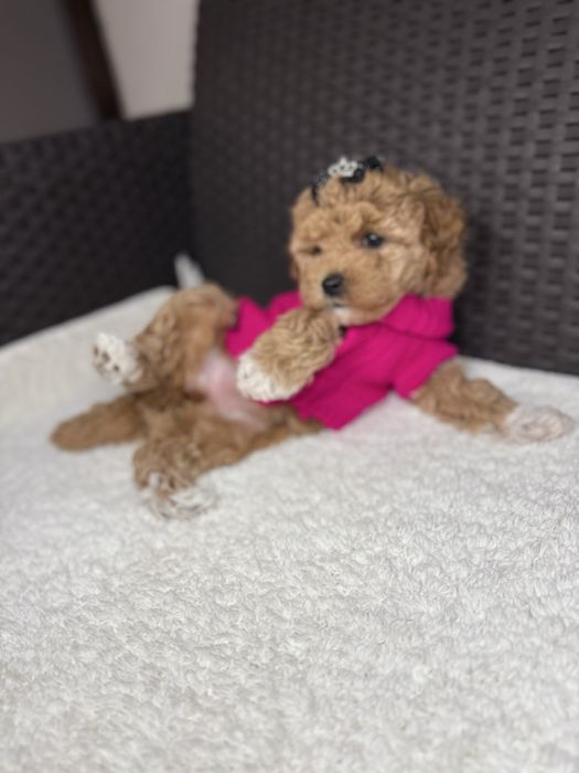 Маленькі милі мальтіпу