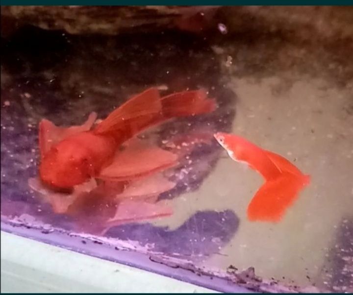 Promocja Super Red Long Fin zbrojnik czerwony ancistrus glonojad