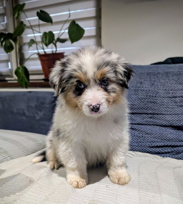 Piesek owczarek australijski blue merle