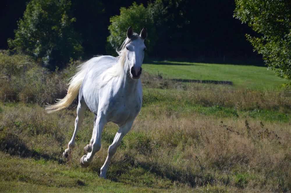 Klacz o wyjatkowje maści